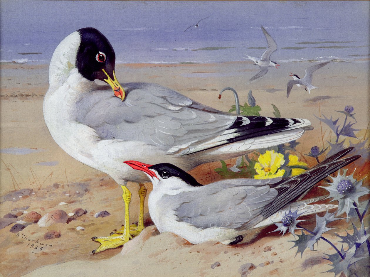 Black headed gulls by Archibald Thornburn
