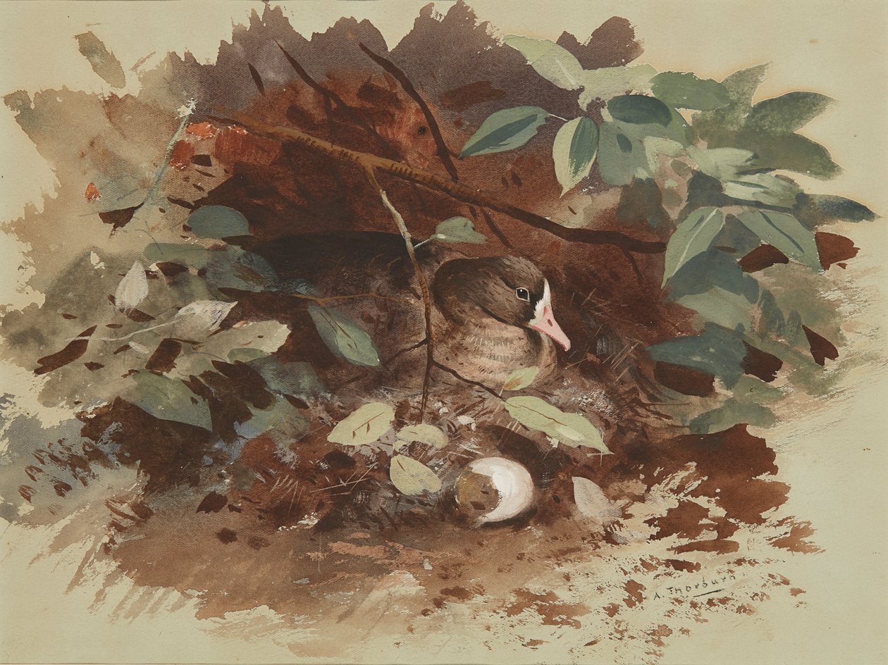 A Nesting Goose by Archibald Thorburn