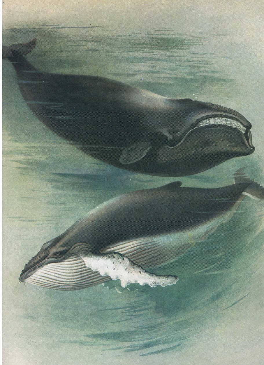 Atlantic White Whale and Humped Back Whale, from Thorburn