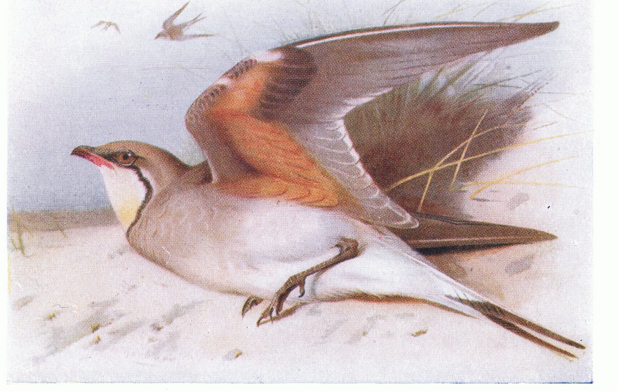 Collared Pratincloe, from Birds of the British Isles and Their Eggs by Archibald Thorburn