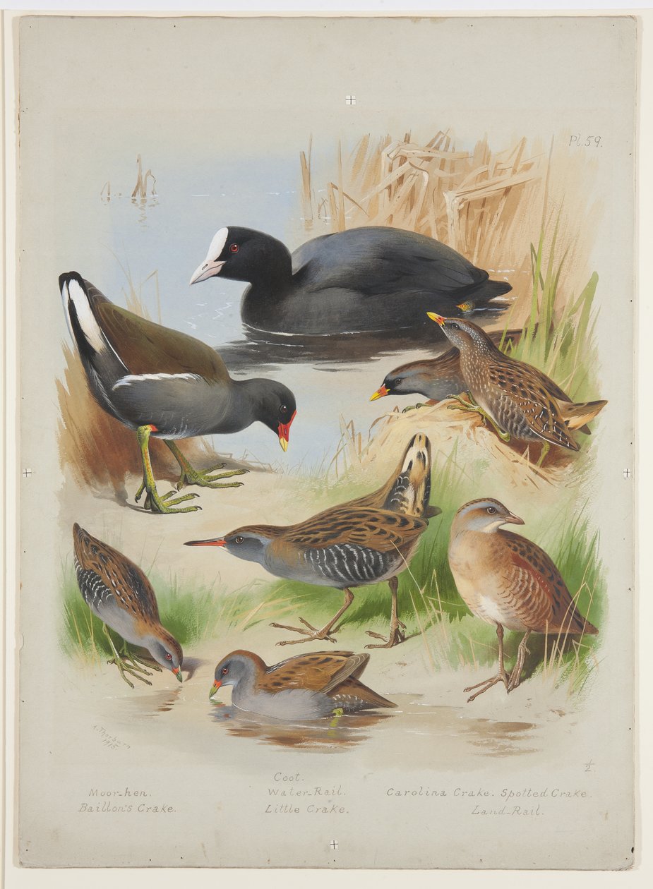 Coot, moorhen, crakes and rails, c.1915 by Archibald Thorburn