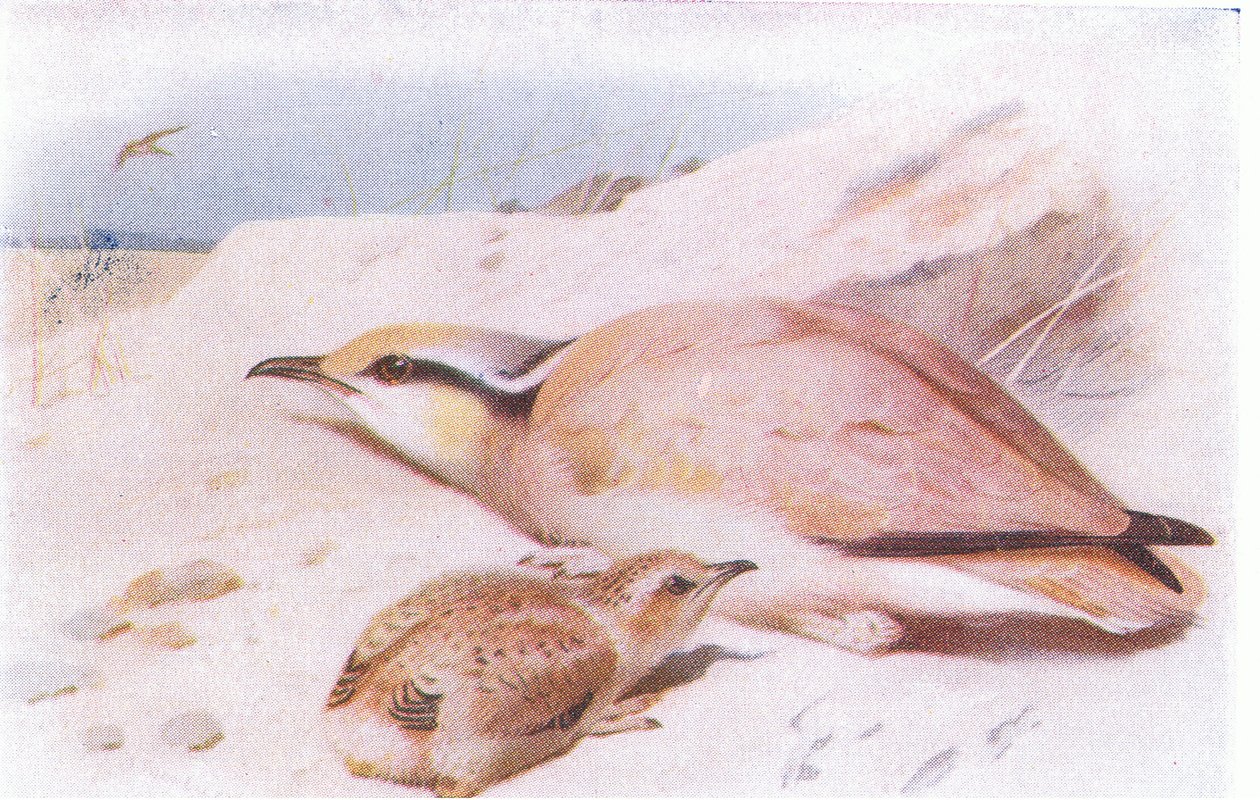 Cream Coloured Courser, from Birds of the British Isles and Their Eggs by Archibald Thorburn