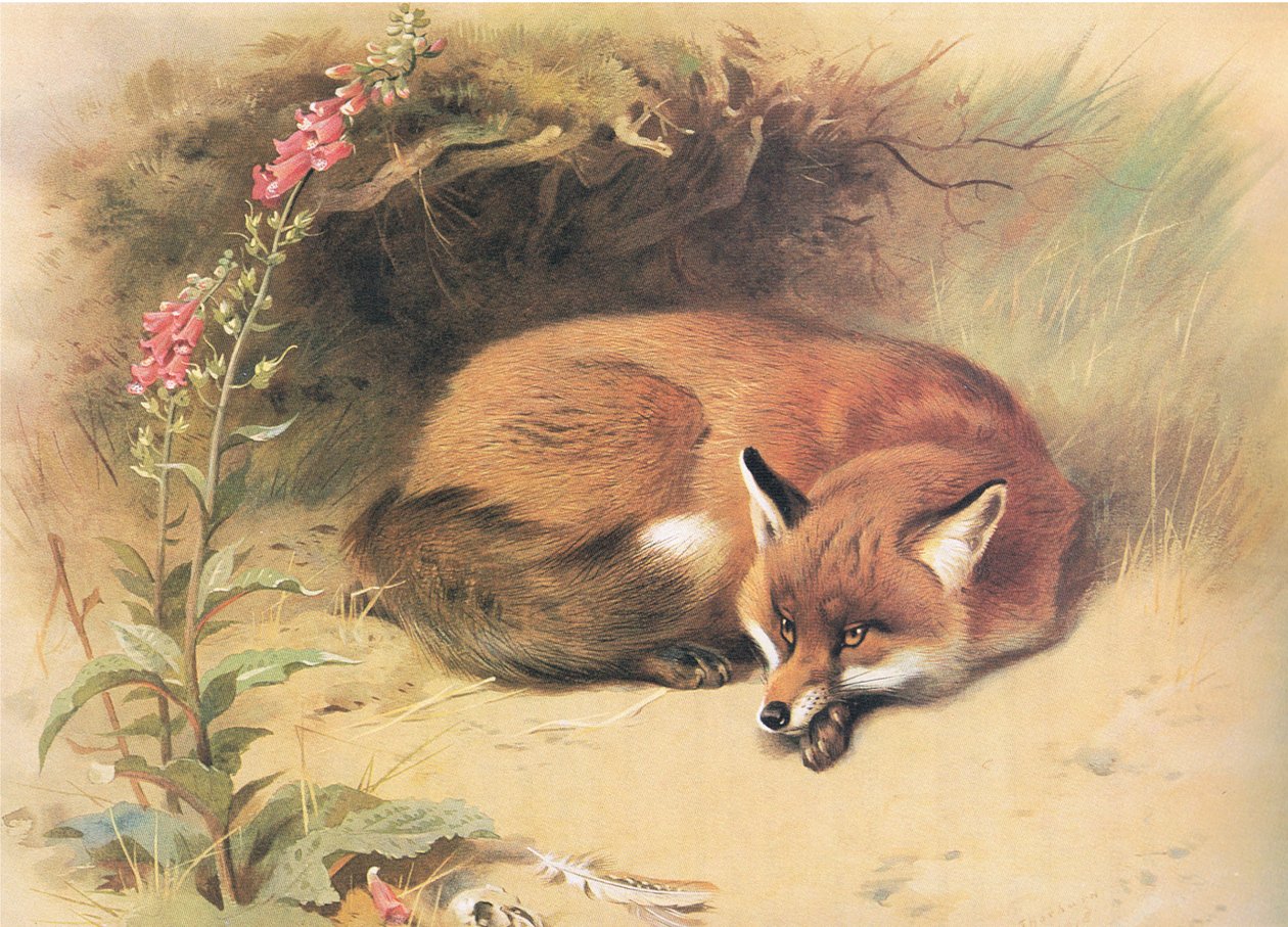 Fox with Foxgloves, from Thorburn