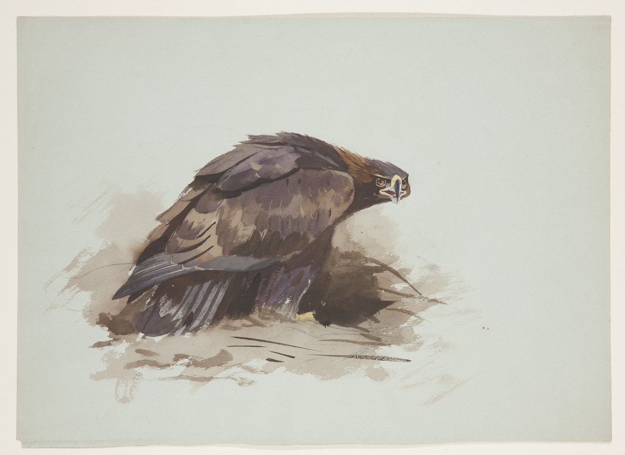 Golden Eagle, c.1915 by Archibald Thorburn