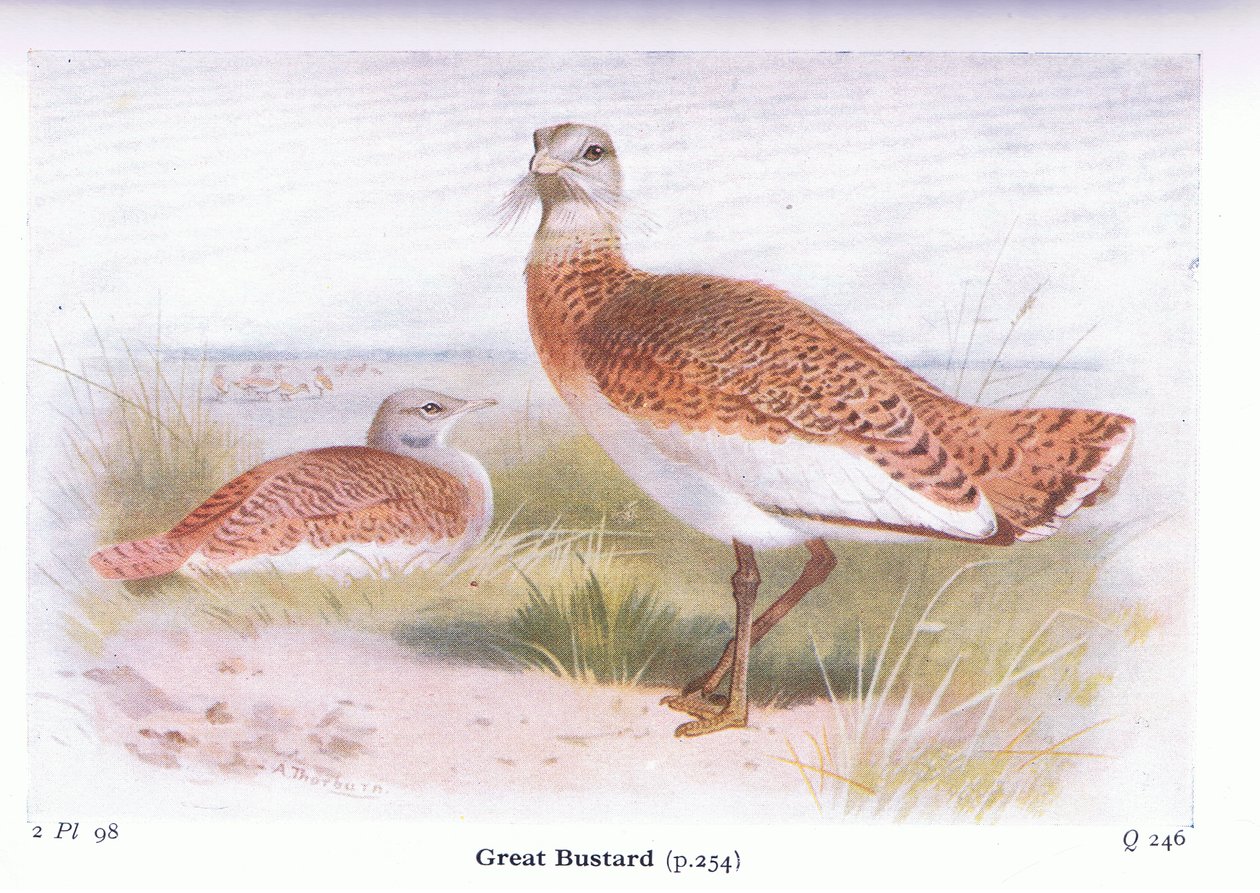 Great Bustard, from Birds of the British Isles and Their Eggs by Archibald Thorburn