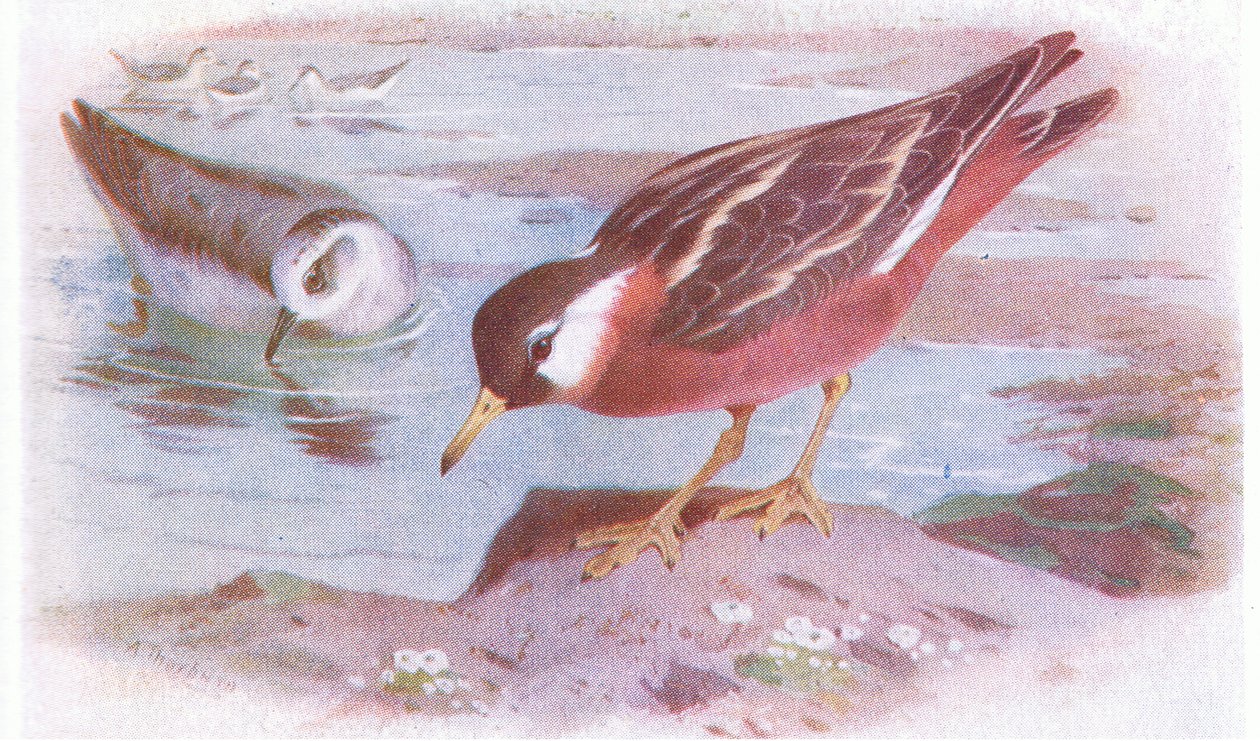 Grey Phalarope (summer and autumn), from Birds of the British Isles and Their Eggs by Archibald Thorburn