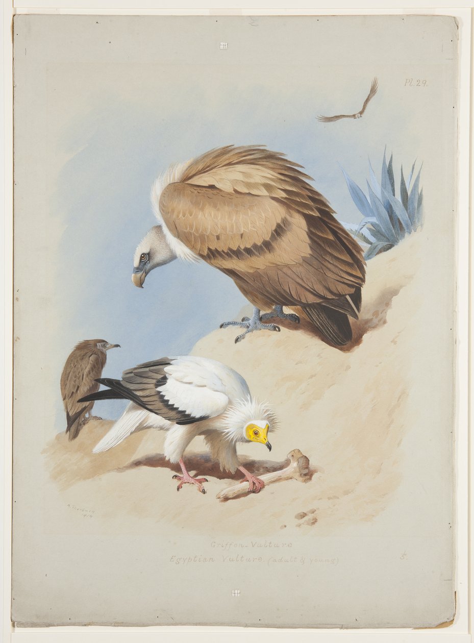 Griffin Vulture and Egyptian Vulture, c.1915 by Archibald Thorburn