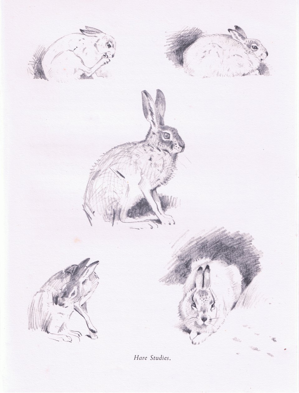 Hare Studies by Archibald Thorburn