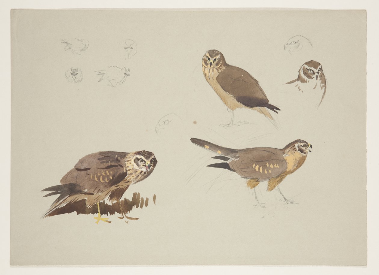 Harrier and ruff, c.1915 by Archibald Thorburn