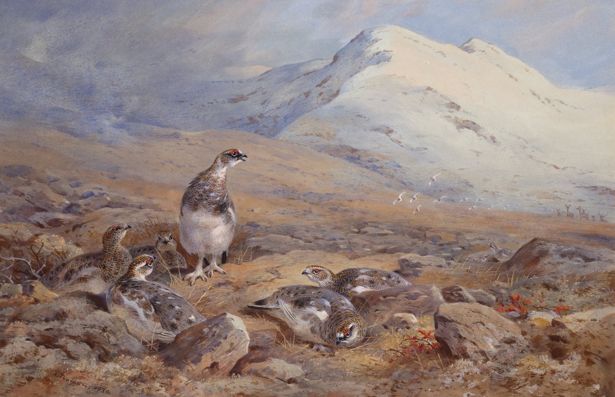 On the Ptarmigan Ground by Archibald Thorburn