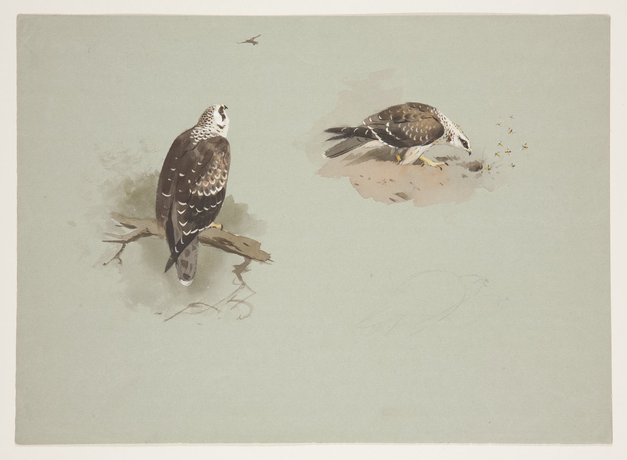 Pale honey buzzard, c.1915 by Archibald Thorburn