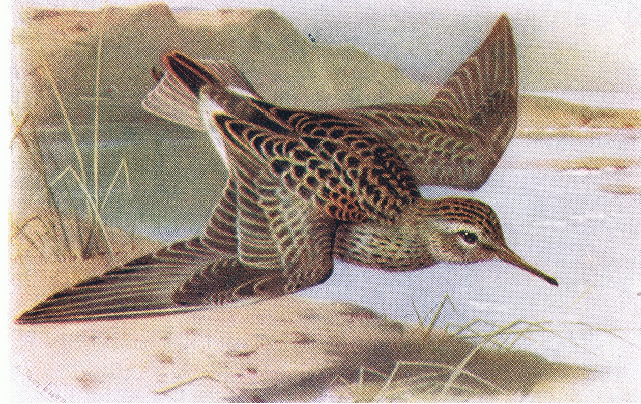 Pectoral Sandpiper, from Birds of the British Isles and Their Eggs by Archibald Thorburn