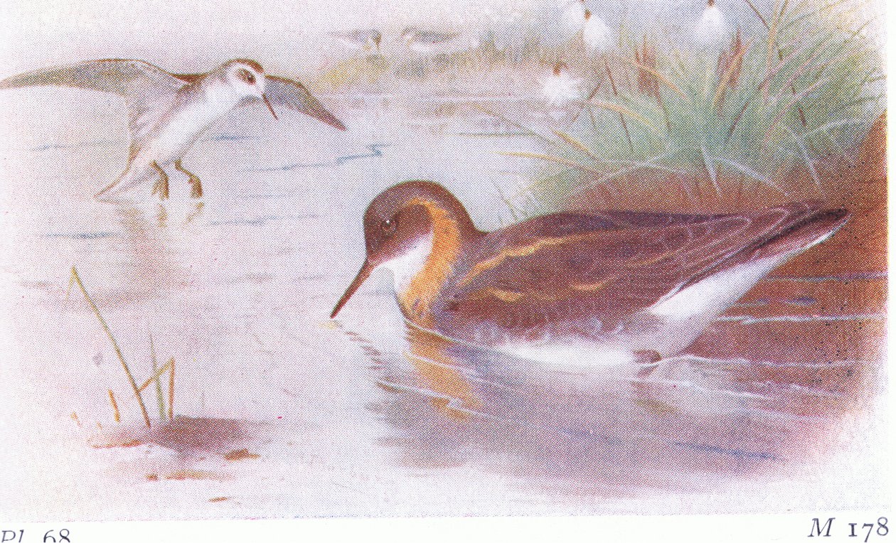 Red Necked Phalarope (summer and autumn), from Birds of the British Isles and Their Eggs by Archibald Thorburn