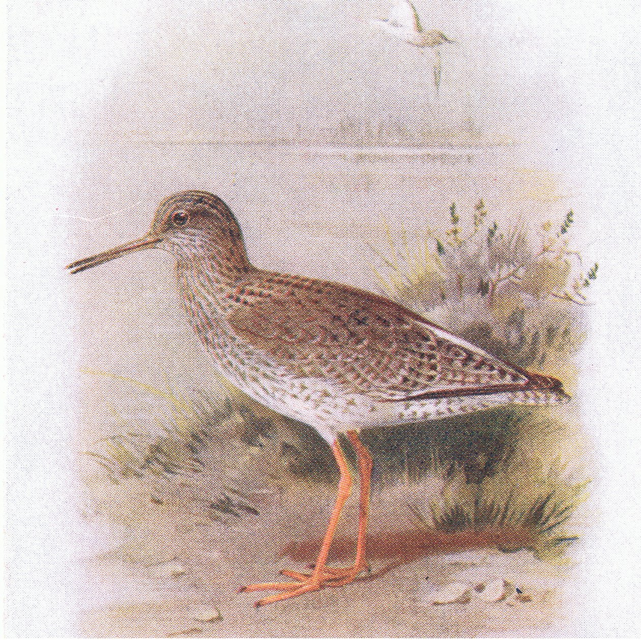 Redshank, from Birds of the British Isles and Their Eggs by Archibald Thorburn