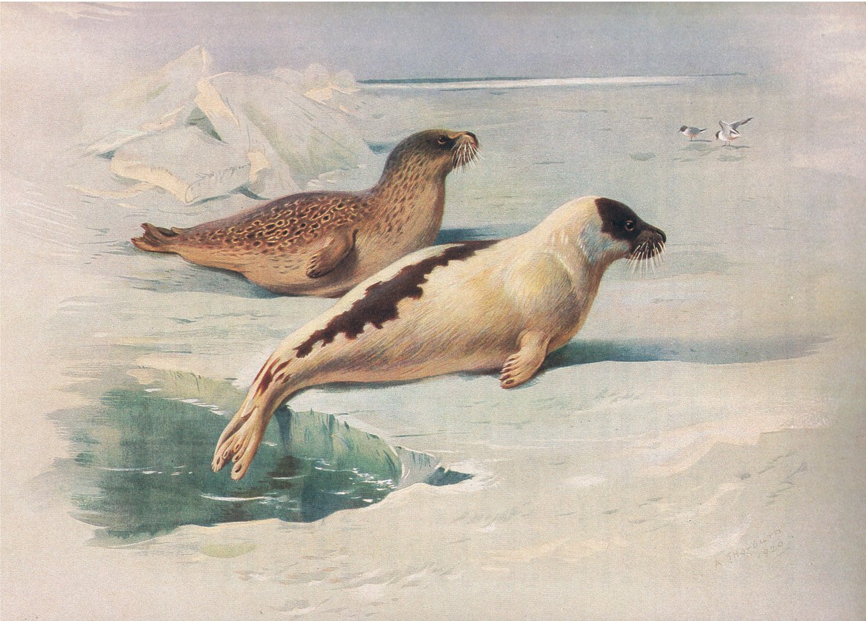Ringed Seal and Harp Seal, from Thorburn's Mammals