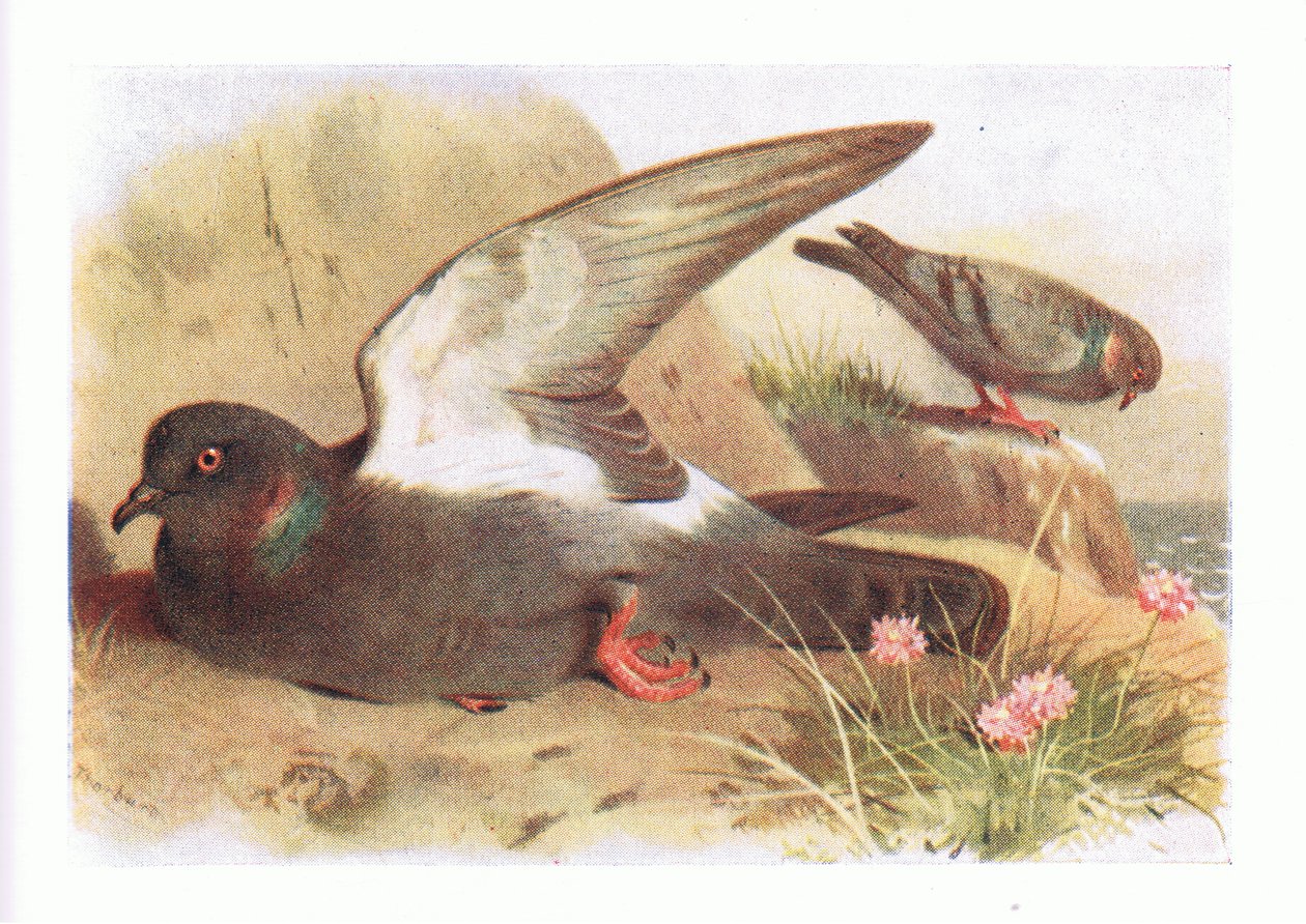 Rock Dove, from Birds of the British Isles and Their Eggs by Archibald Thorburn