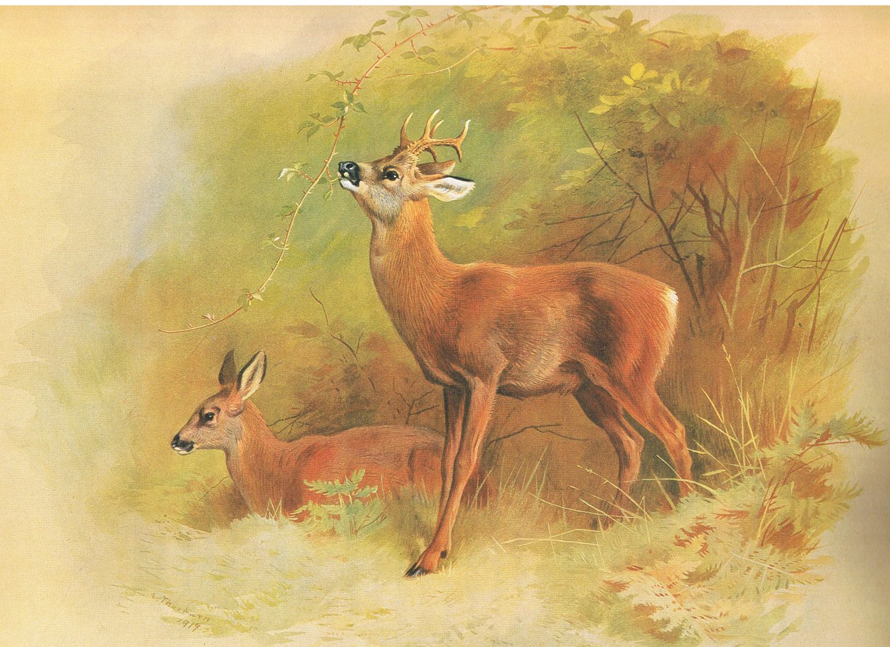 Roe Deer, from Thorburn