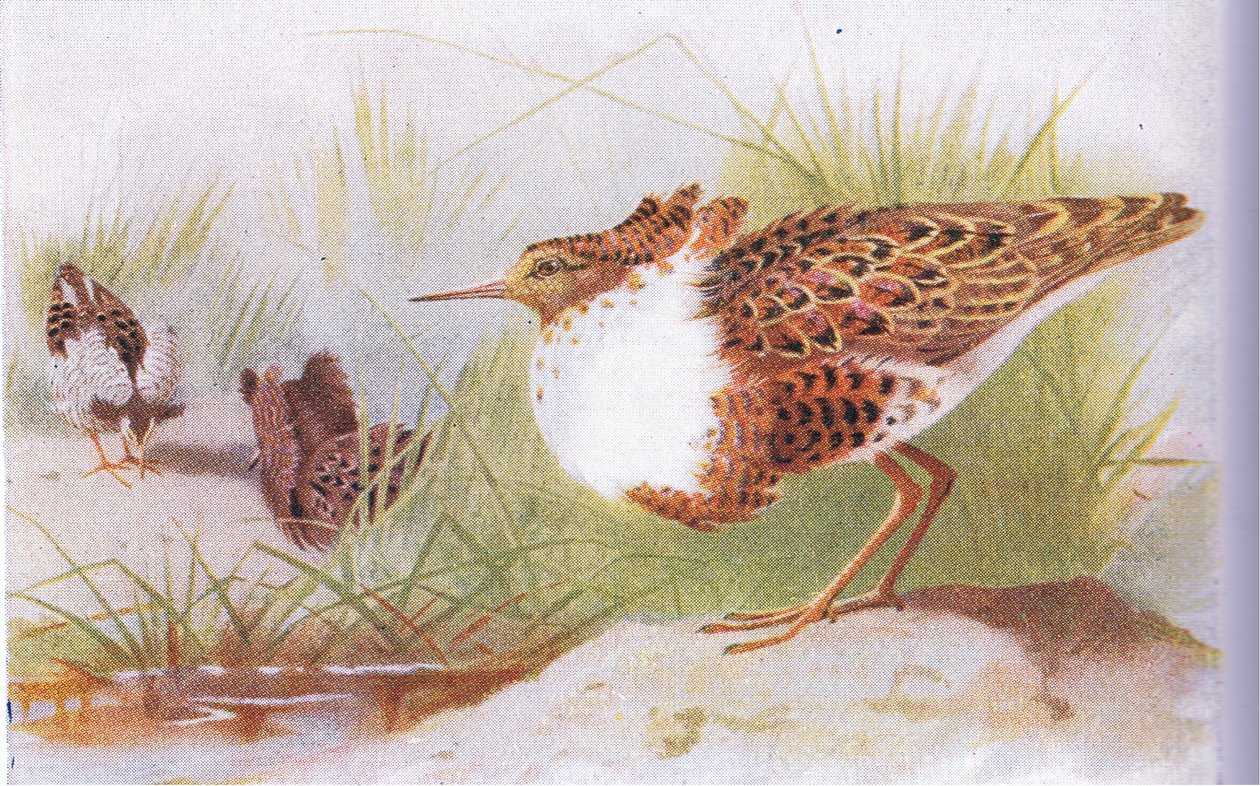 Ruffs and Reeves, from Birds of the British Isles and Their Eggs by Archibald Thorburn