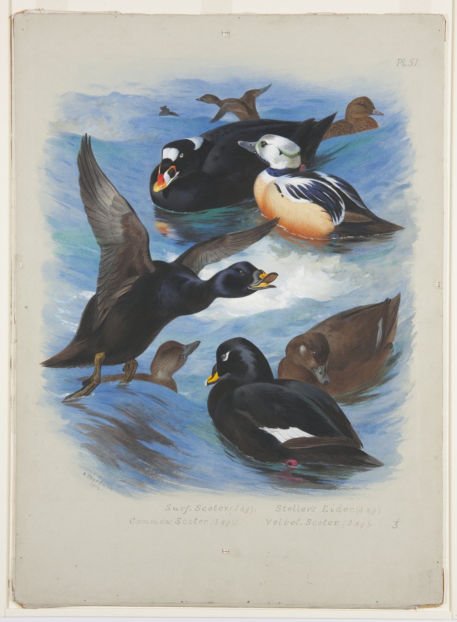 Scoters and stellers eider, c.1915 by Archibald Thorburn