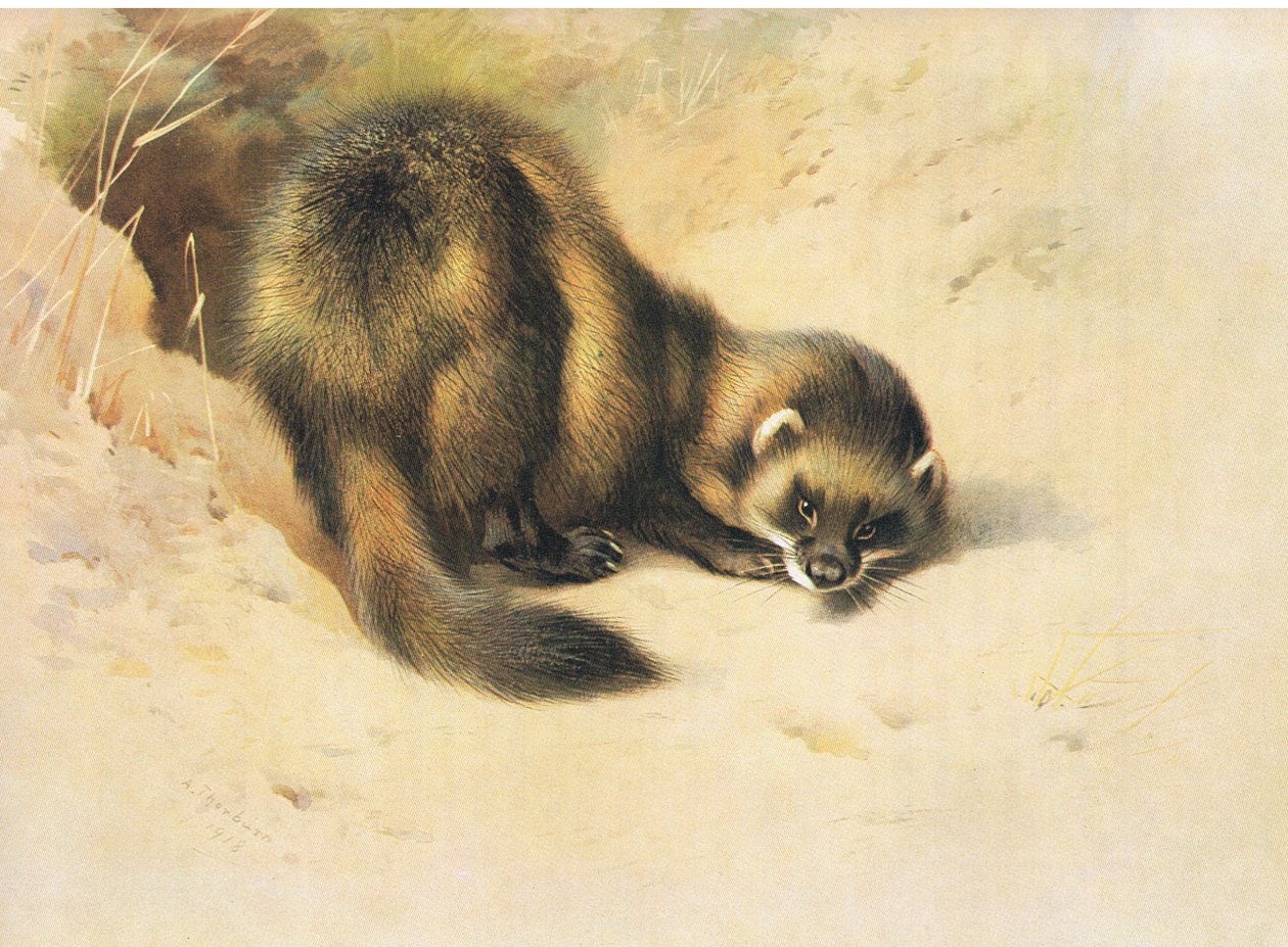 The Polecat, from Thorburn