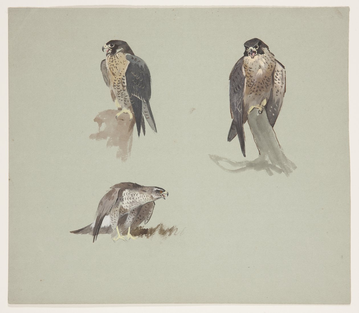 Three colour sketches of male peregrine, c.1915 by Archibald Thorburn