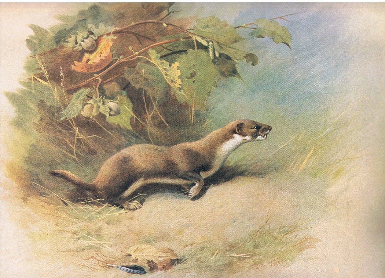 Weasel, from Thorburn