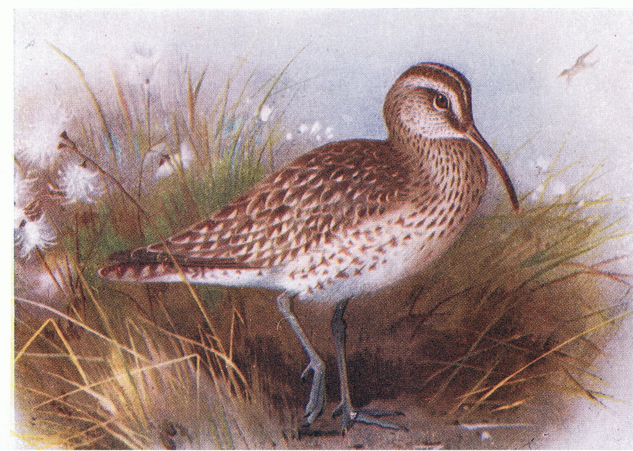 Whimbrel, from Birds of the British Isles and Their Eggs by Archibald Thorburn