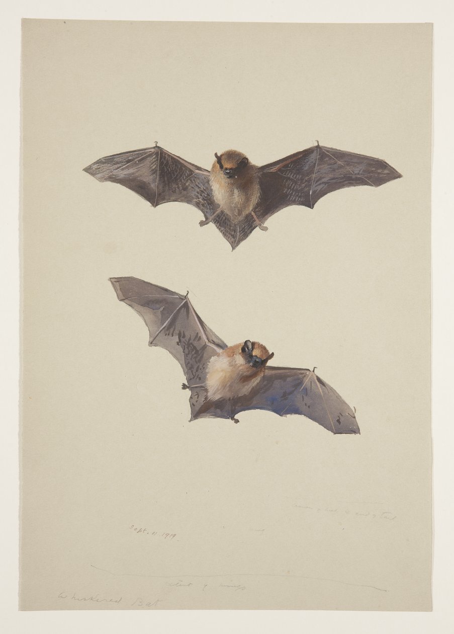 Whiskered bat, c.1915 by Archibald Thorburn