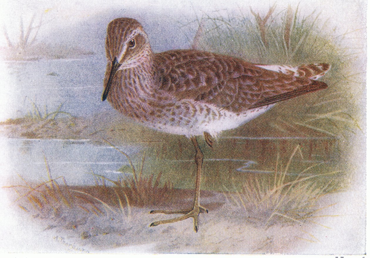 Wood Sandpiper, from Birds of the British Isles and Their Eggs by Archibald Thorburn
