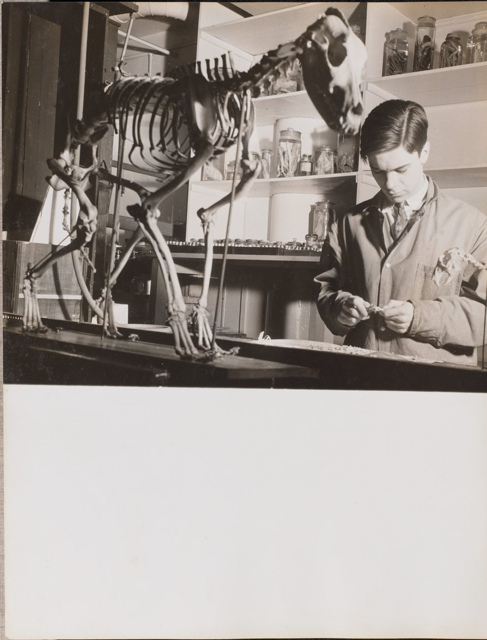 Young Man Stands Next to an Animal Skeleton by Arnold Eagle