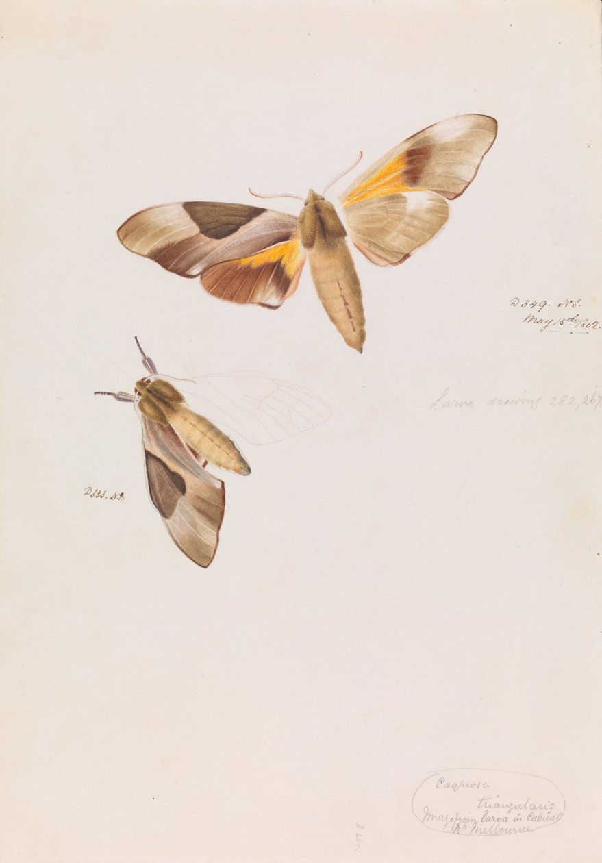 Double Headed Hawk Moth, Coequosa triangularis by Arthur Bartholomew