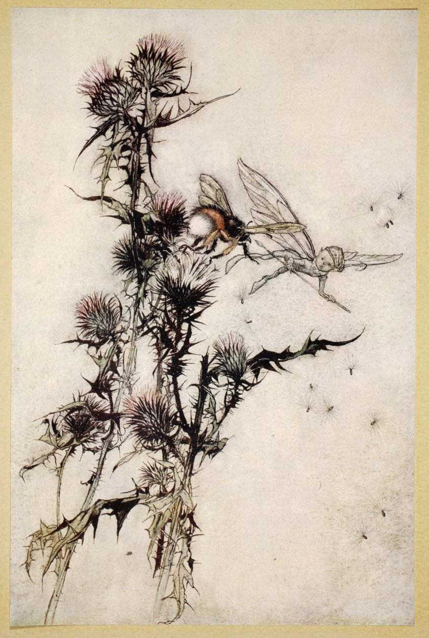 Kill me a red-hipped humble-bee on the top of a thistle, illustration ...