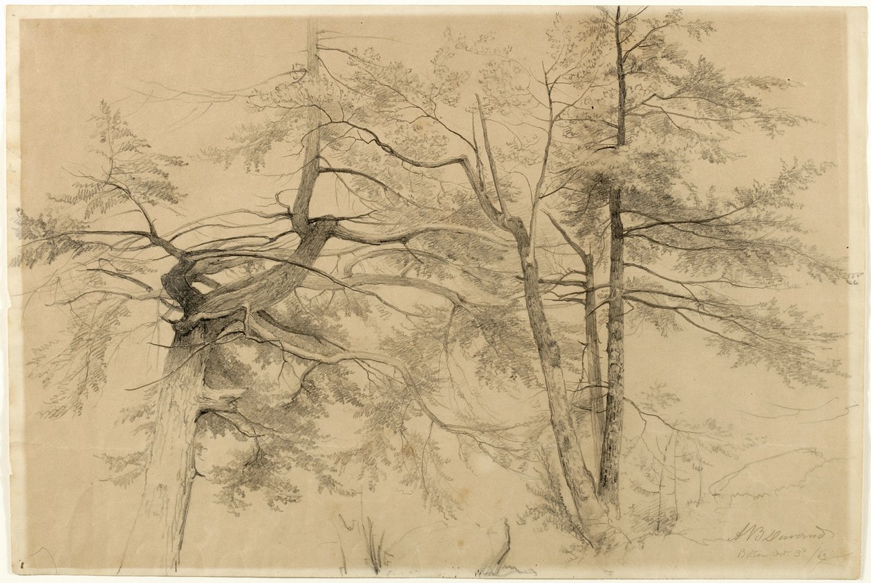 Study of Two Trees, Bolton, Lake George, New York, 1863 by Asher Brown Durand