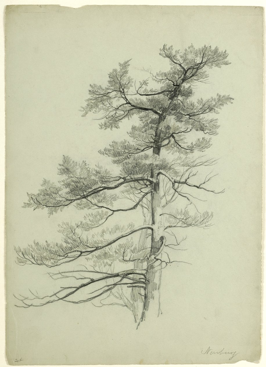Tree Study, Newburgh, New York, 1849 by Asher Brown Durand