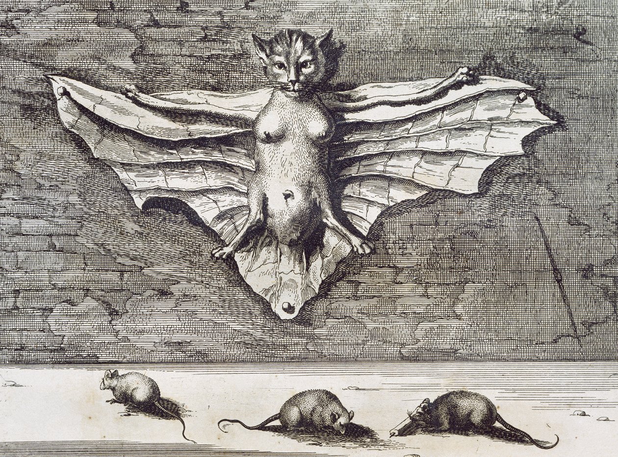 Cattus volans by Athanasius Kircher