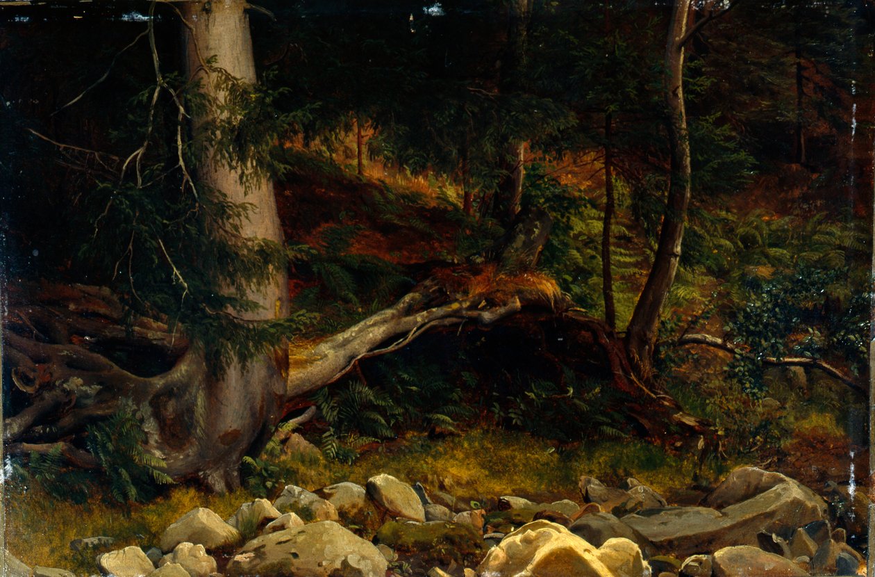 Study of Forest Floor by August Cappelen