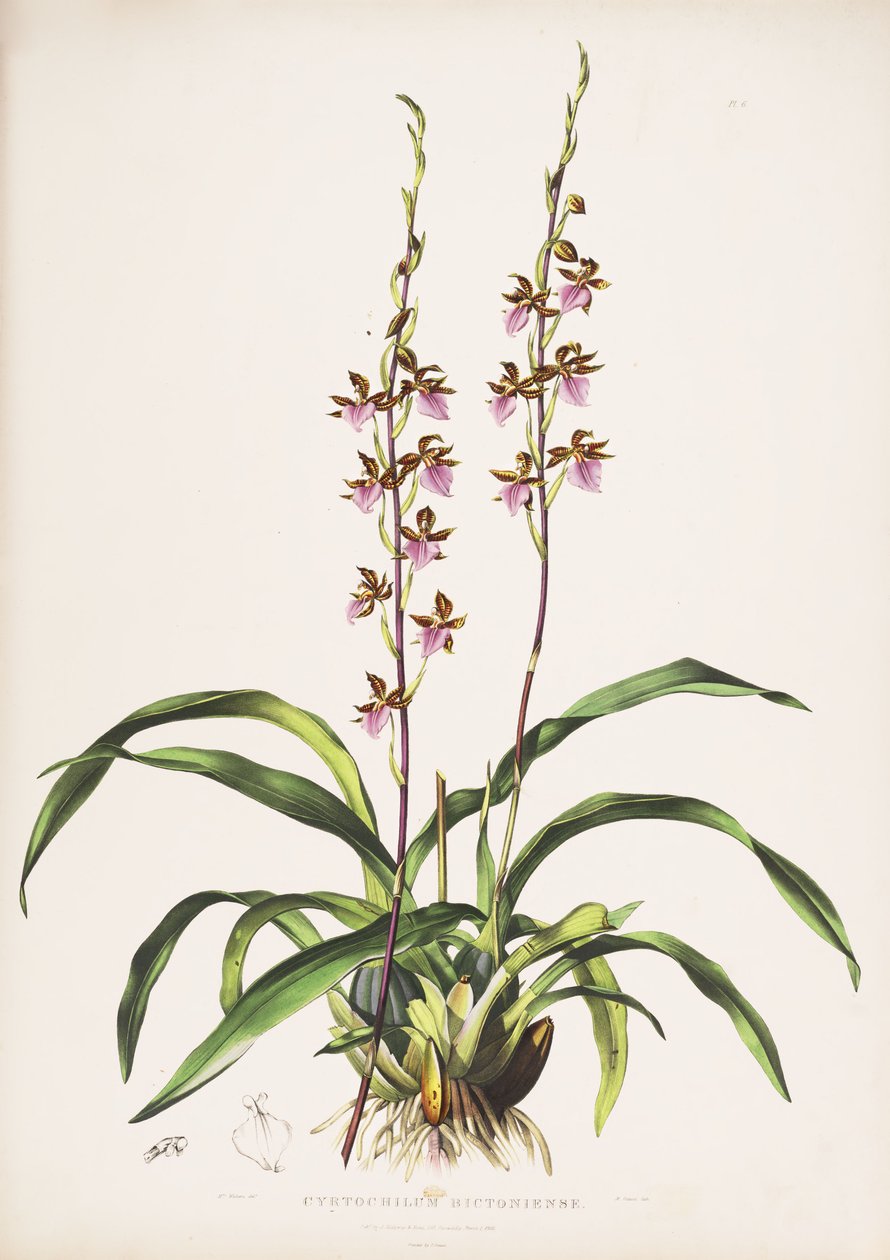 Illustration of Rhynchostele bictoniensis by Augusta Innes Withers