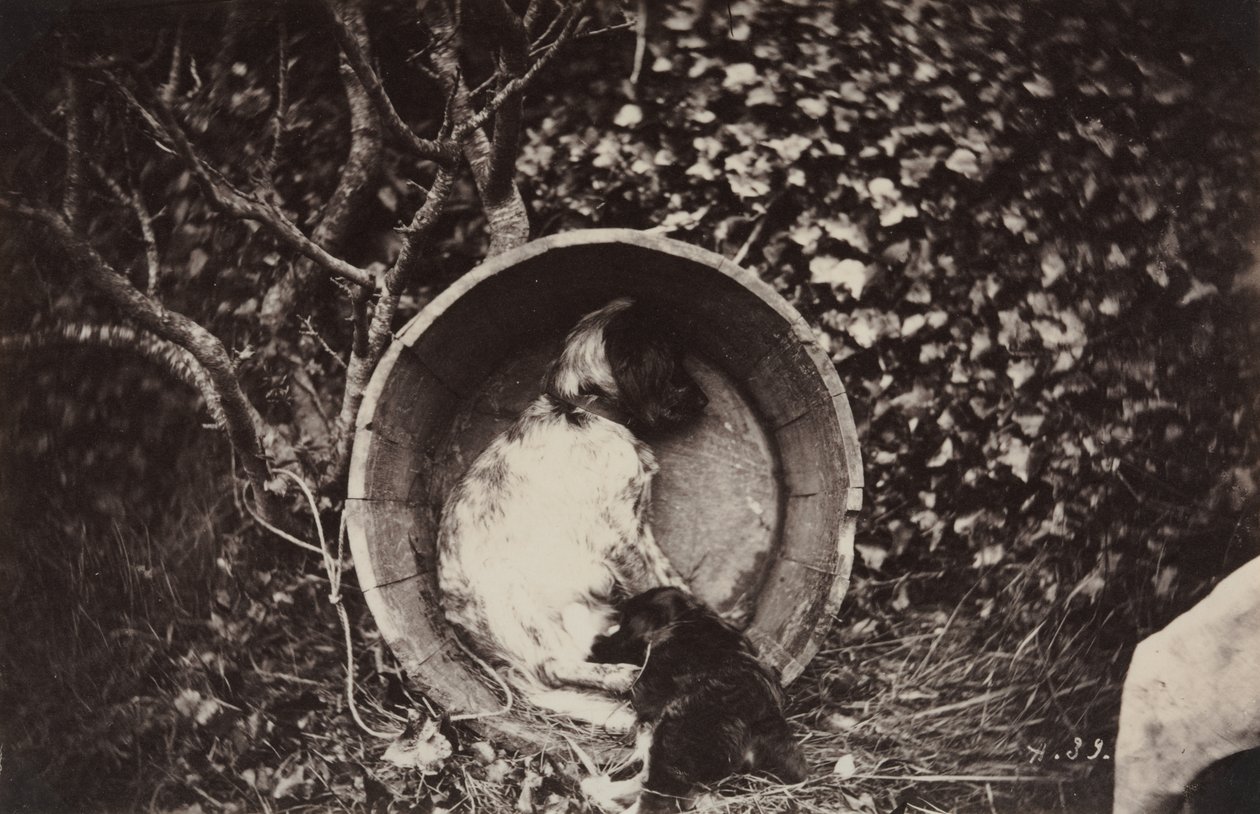 Dog and Puppy in Barrel by Auguste Giraudon