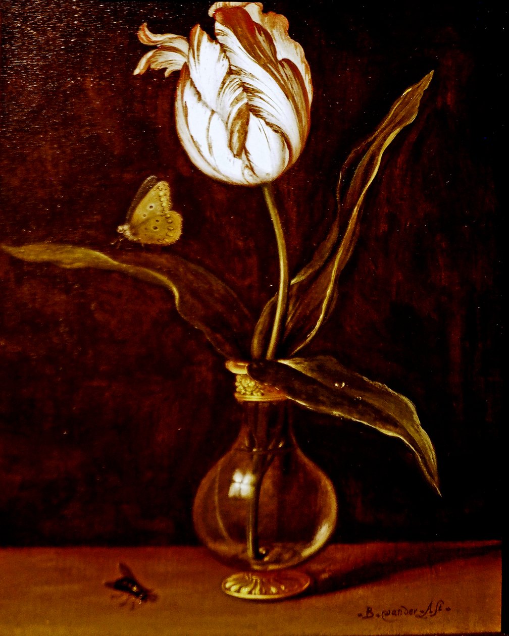 A Single Tulip in a Vase by Balthasar van der Ast