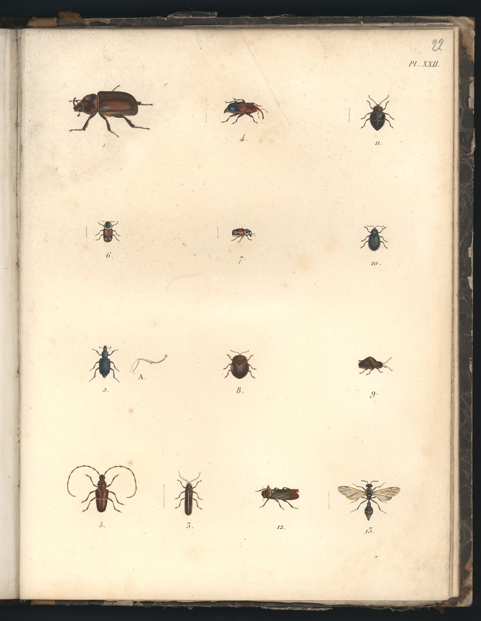 Beetles and Wasps, Pl.XXII, Illustration from 