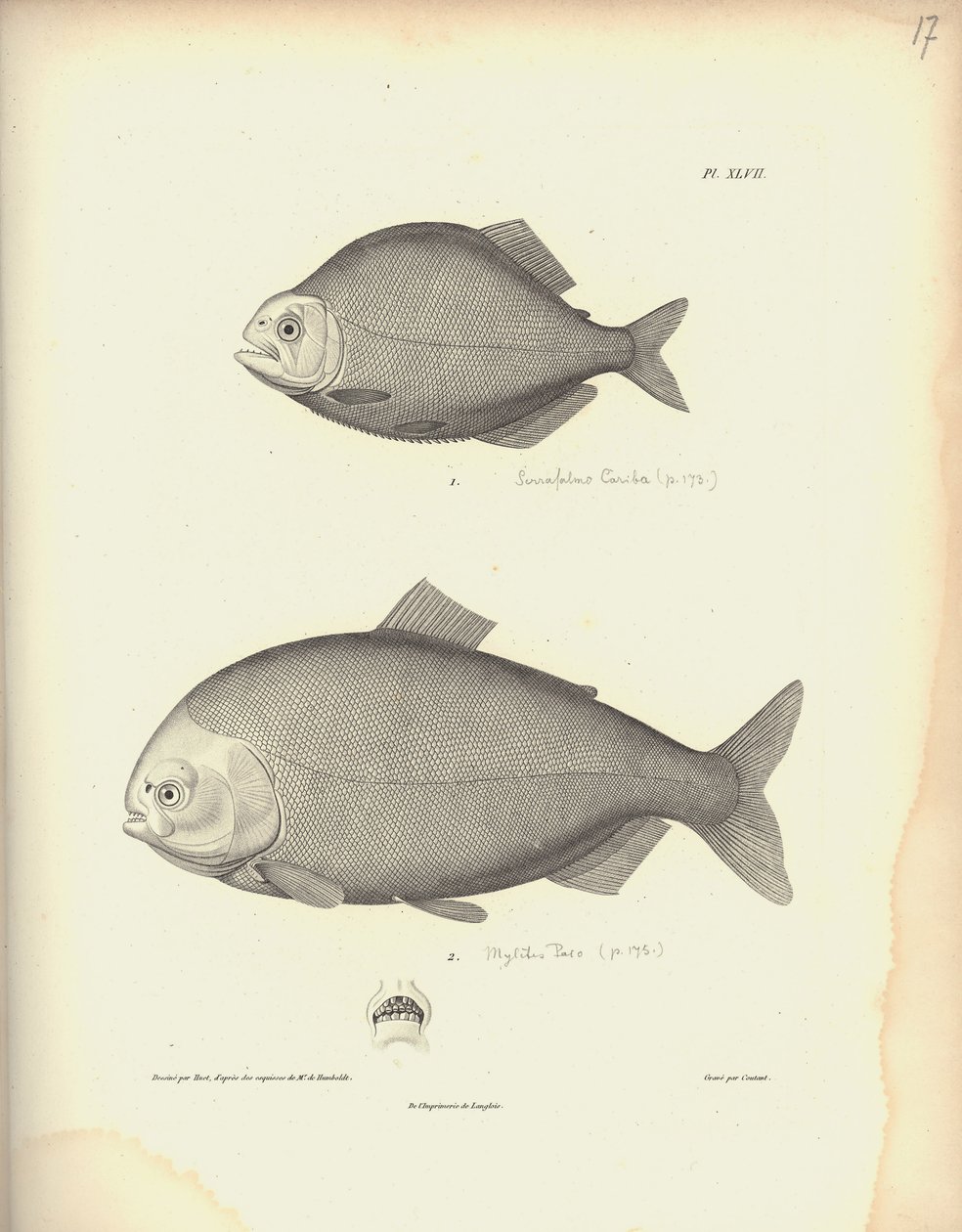 Characidae, Pl. XLVII, steel engraved by Coutant after an engraving by Nicola Huet, illustration from 