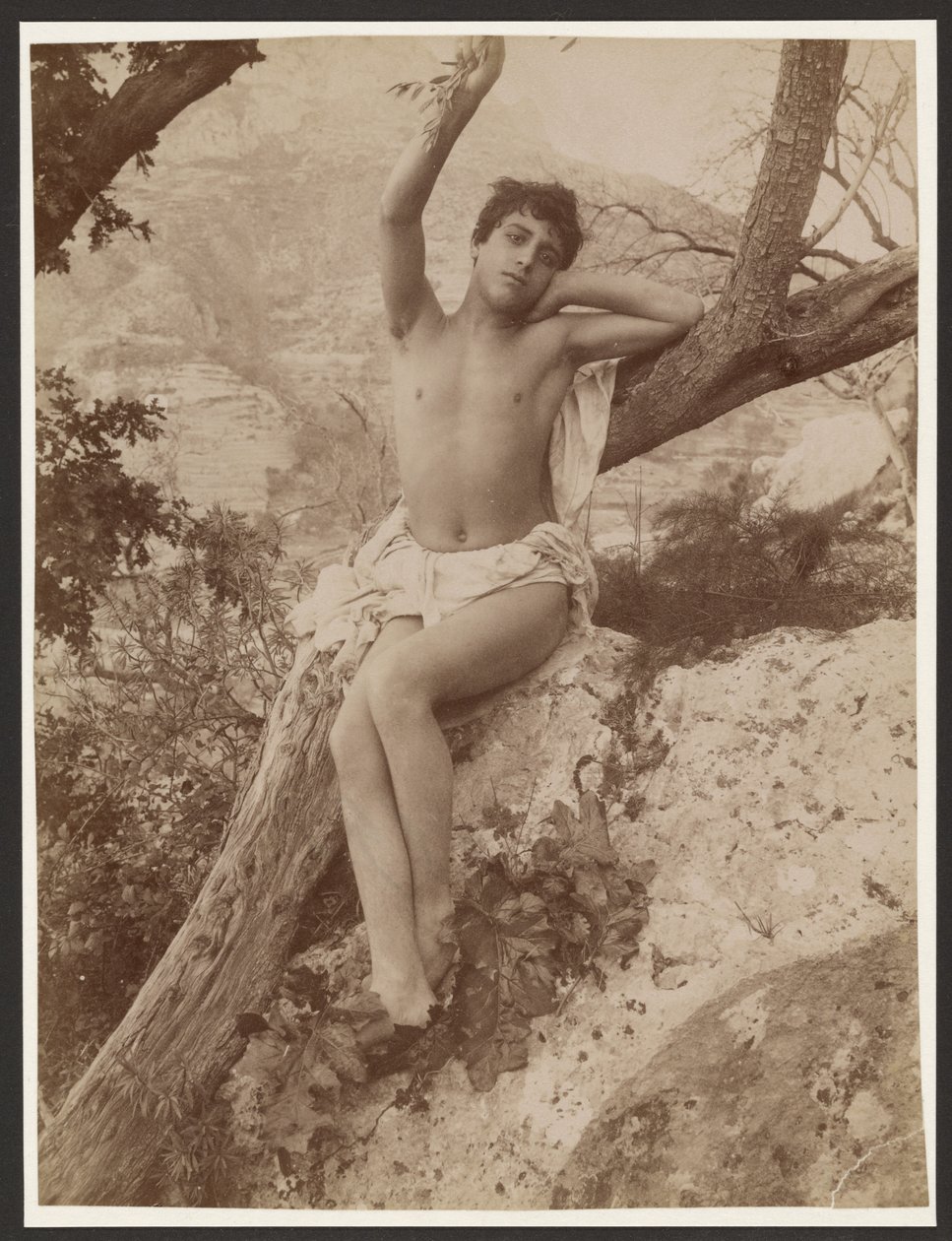 Youth in Tree with Arm Raised by Baron Wilhelm von Gloeden