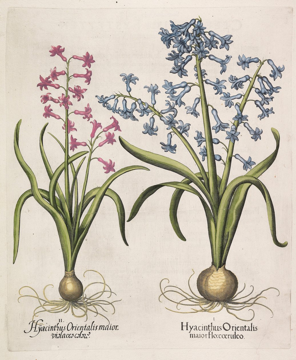Hyacinthus Orientalis