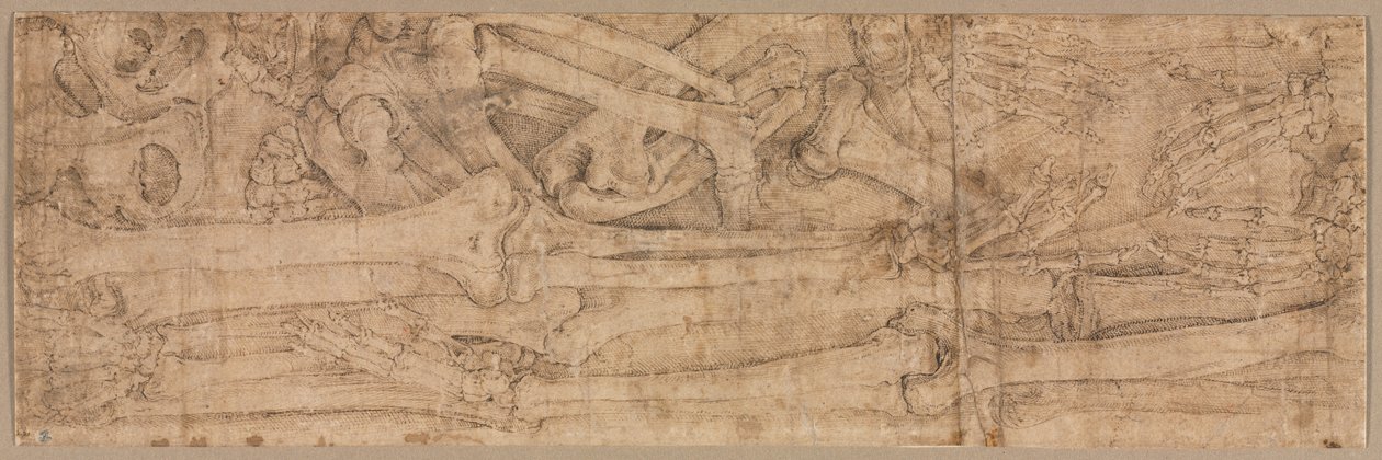 Arm Bones, early 1540s by Battista Franco