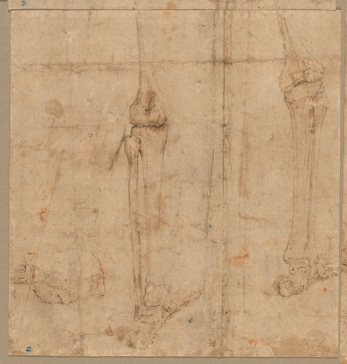 Lower Half of Skeleton from the Back, early 1540s by Battista Franco