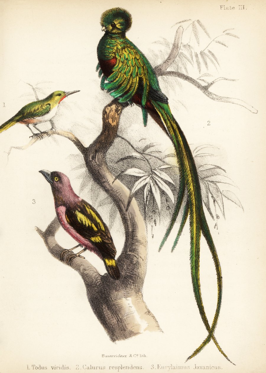 Jamaican Tody, Resplendent Quetzal and Banded Broadbill 1855 by Bauerrichter