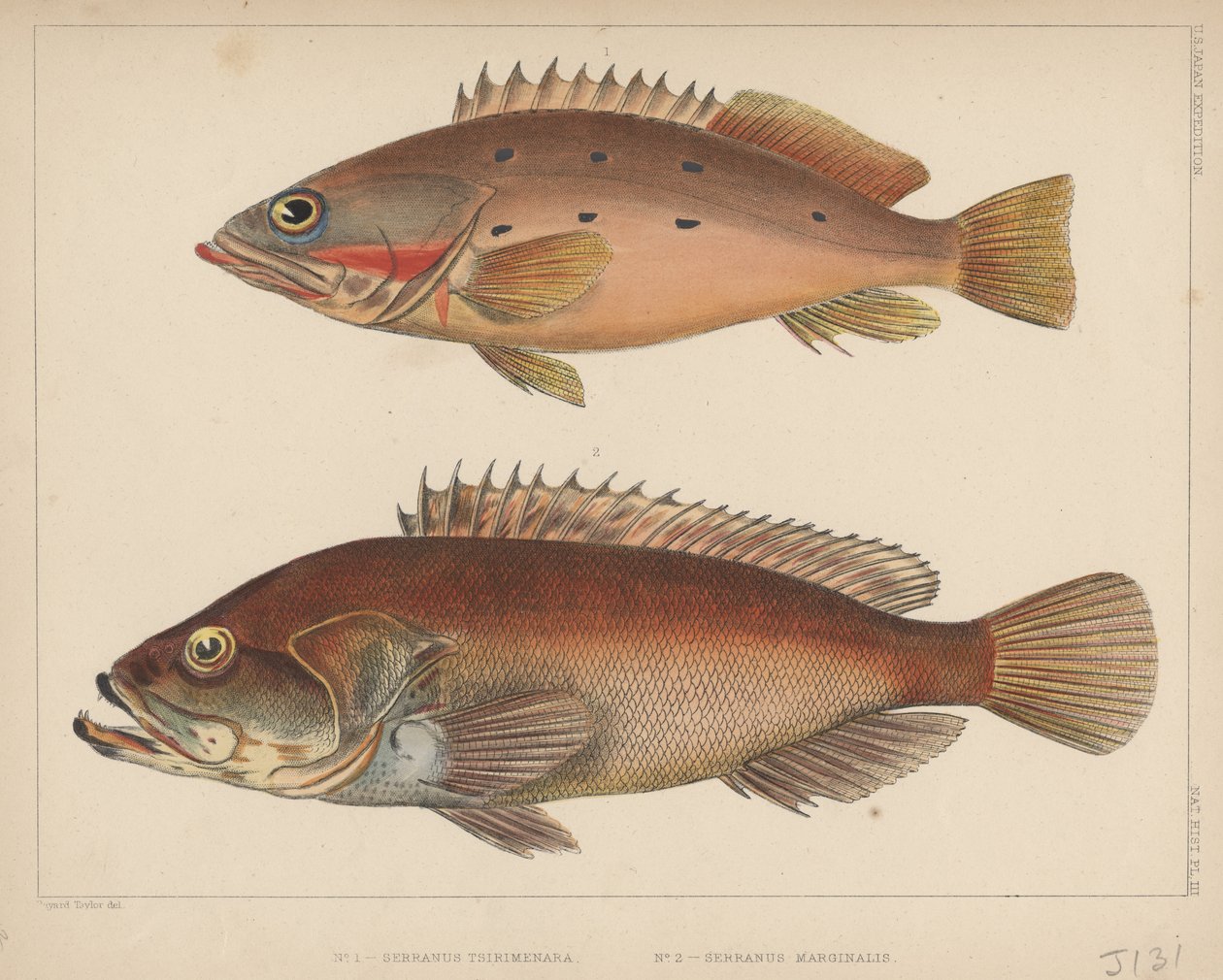 1. Serranus Tsirimenara, 2. Serranus Marginalis by Bayard Taylor