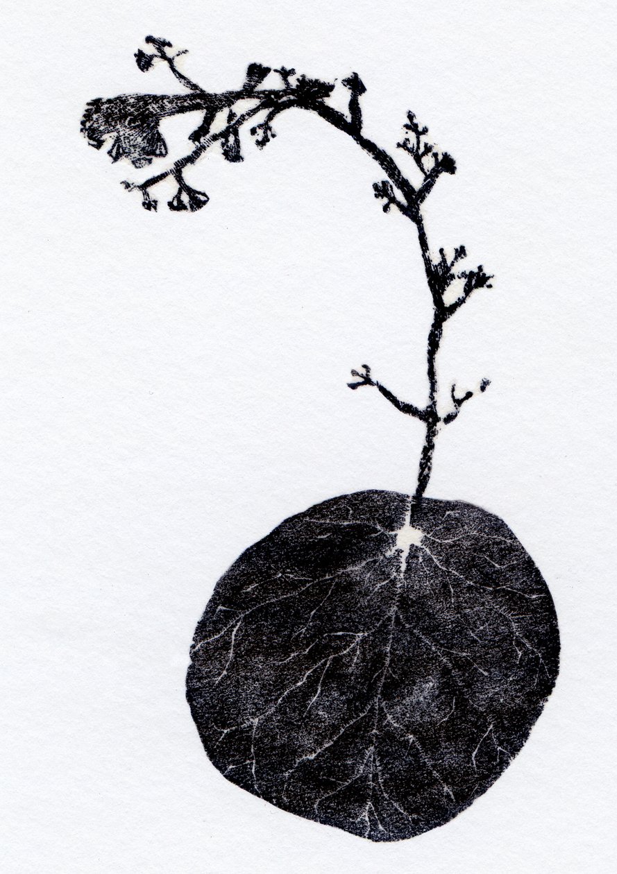 Lichen Leaf by Bella Larsson