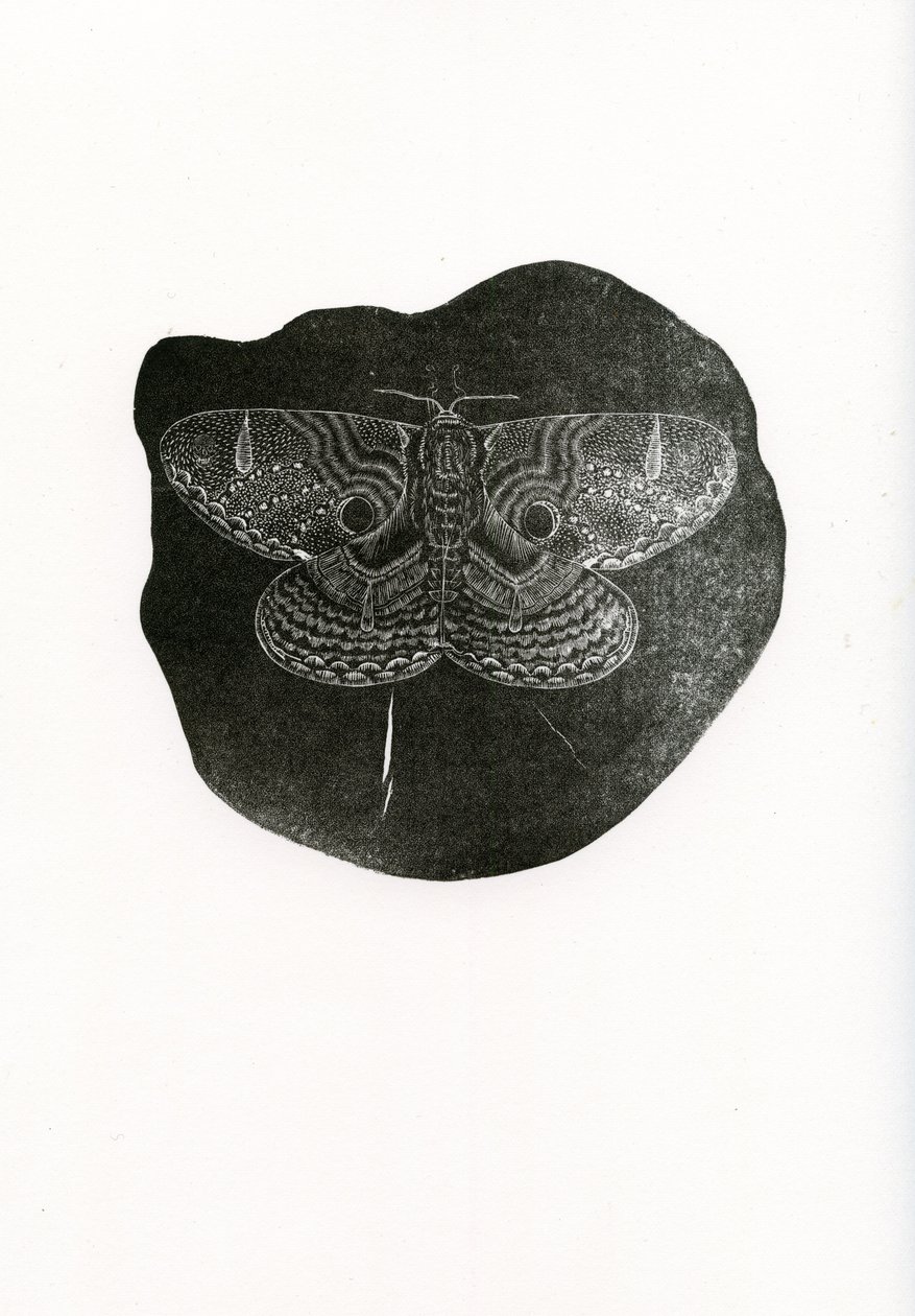 Night Butterfly by Bella Larsson