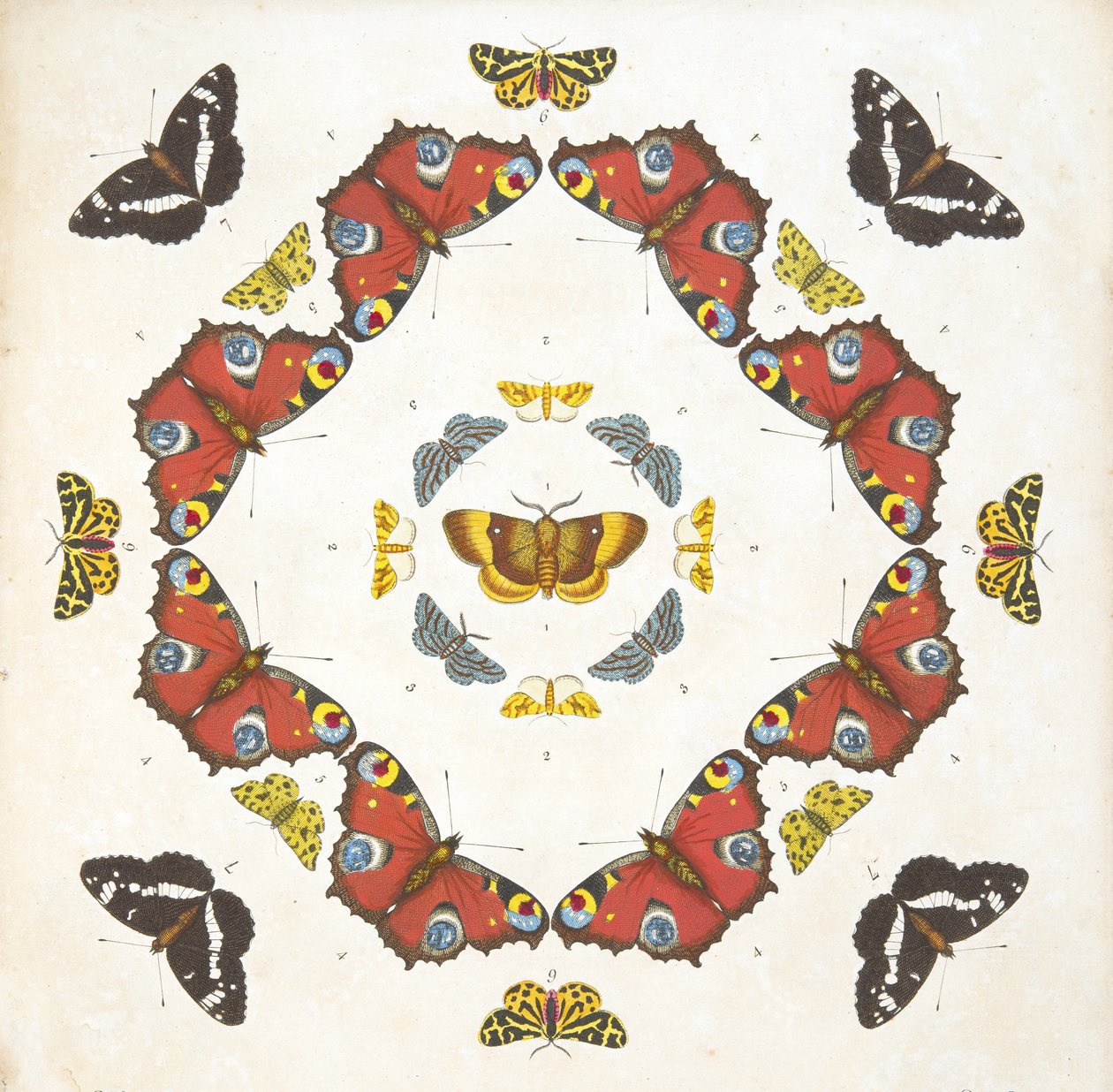 Detail from Plate 1, from A Rare Depiction of Butterflies and Moths, pub. 1764 by Benjamin Wilkes
